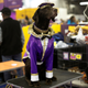 Image for article titled King’s realm: Behind the scenes at the Westminster Dog Show